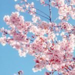 sakura tree