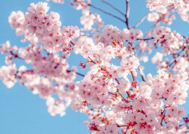 sakura tree